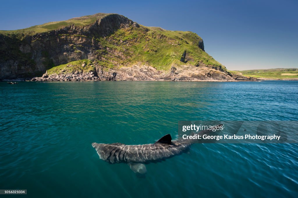 Basking shark (Cetorhinus maximus), Baltimore, Cork, Ireland