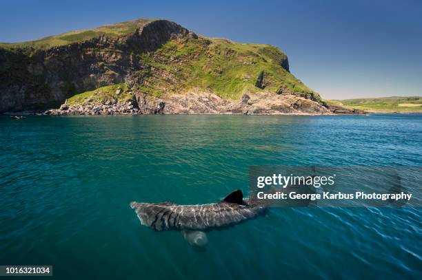 basking shark (cetorhinus maximus), baltimore, cork, ireland - basking shark foto e immagini stock