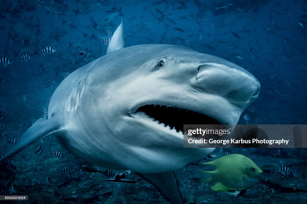 Bull shark (Carcharhinus leucas), swimming towards camera, underwater view, Beqa Lagoon, Beqa, Fiji