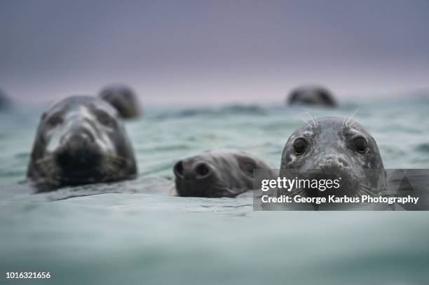 group of grey seals (halichoerus grypus), head above water, great blasket island, dingle, kerry, ireland - great blasket island stock pictures, royalty-free photos & images