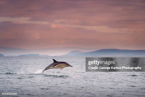 common dolphin (delphinus), porpoising, blasket islands, dingle, kerry, ireland - dingle peninsula bildbanksfoton och bilder