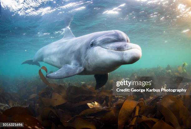 bottlenose dolphin (tursiops truncatus), swimming underwater, doolin, clare, ireland - dolphin underwater stock pictures, royalty-free photos & images