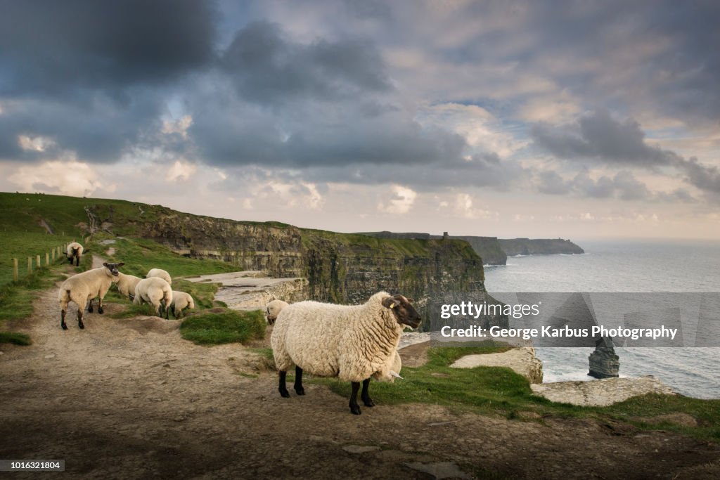 Sheep on rural pathway, Cliffs of Moher, Doolin, Clare, Ireland