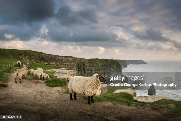 sheep on rural pathway, cliffs of moher, doolin, clare, ireland - sheep walking stock pictures, royalty-free photos & images