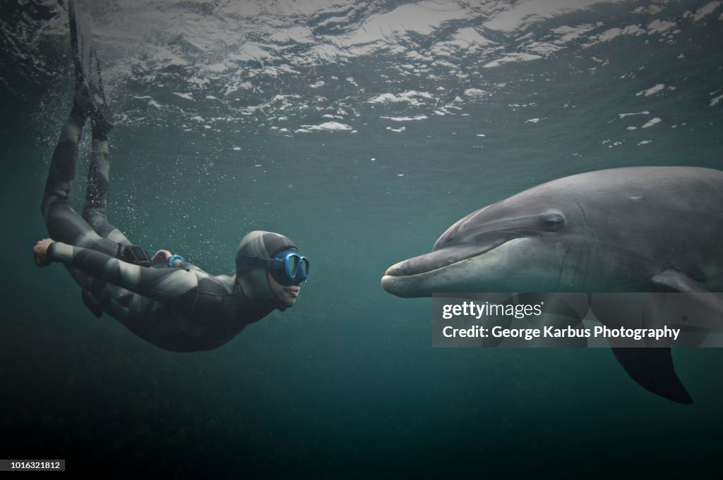 Woman freediving with bottlenose dolphin (Tursiops truncatus), Doolin, Clare, Ireland