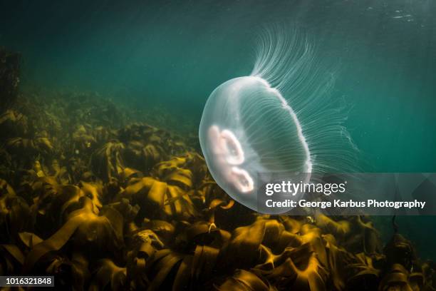 moon jellyfish (aurelia aurita), underwater view, doolin, clare, ireland - moon jellyfish stock pictures, royalty-free photos & images