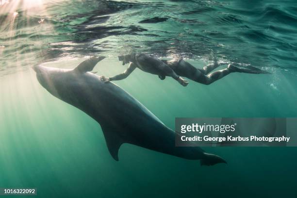 woman free-diving with bottlenose dolphin (tursiops truncates), underwater view, doolin, clare, ireland - swimming with dolphins stock pictures, royalty-free photos & images