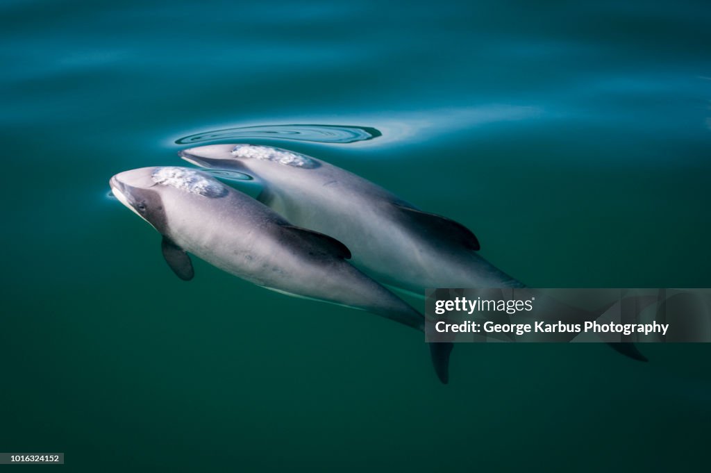 Two hector's dolphins (Cephalorhynchus hectori), breaking surface of water, Kaikoura, Gisborne, New Zealand