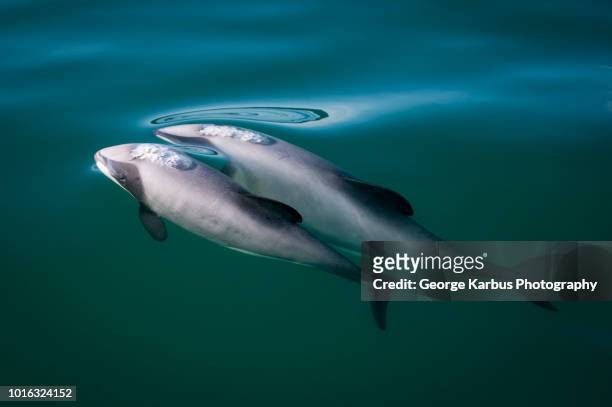 two hector's dolphins (cephalorhynchus hectori), breaking surface of water, kaikoura, gisborne, new zealand - hector dolphin stock pictures, royalty-free photos & images