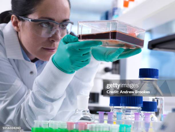 scientist viewing cells growing in flask during experiment - stem cell growth stock pictures, royalty-free photos & images