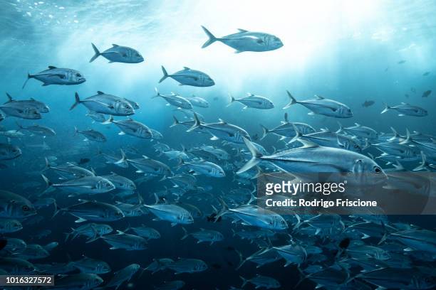 school of jackfish, puntarenas, costa rica - salt water fish stock-fotos und bilder