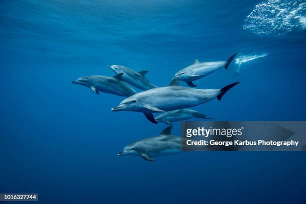 group of atlantic spotted dolphins (stenella frontalis), underwater view, santa cruz de tenerife, canary islands, spain - delfine stock-fotos und bilder