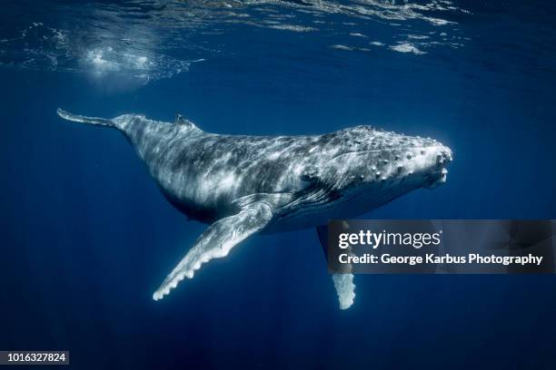 humpback whales (megaptera novaeangliae), underwater view, tonga, western, fiji - whale fotografías e imágenes de stock