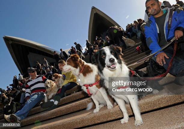 Dogs and their owners gather on the steps of the Sydney Opera House on June 5, 2010 for a world first "Music for Dogs" concert, the brainchild of New...