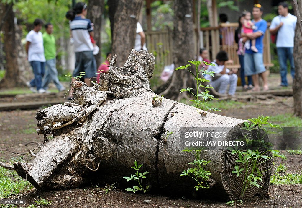 Visitors picnic near to a dead tree at t