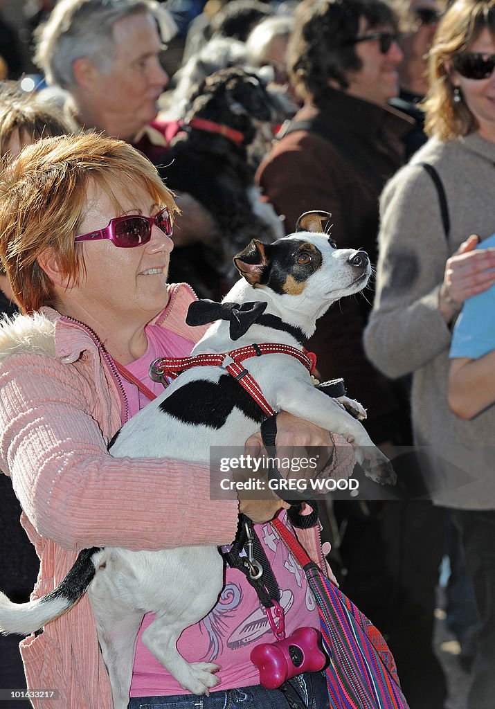 Dogs and their owners gather on the step