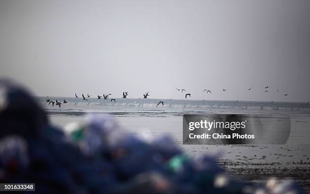 Sea birds fly across a land reclamation site of the Tanggu Coastal Economic Zone on June 4, 2010 in Tanggu of Tianjin Municipality, China. From 2002...