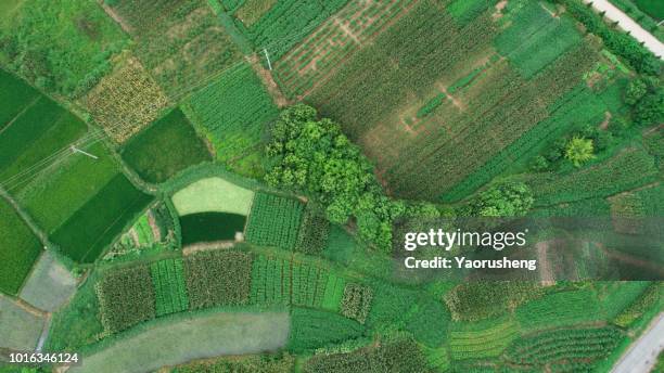 rice farm map, aerial drone view - anhui stock pictures, royalty-free photos & images