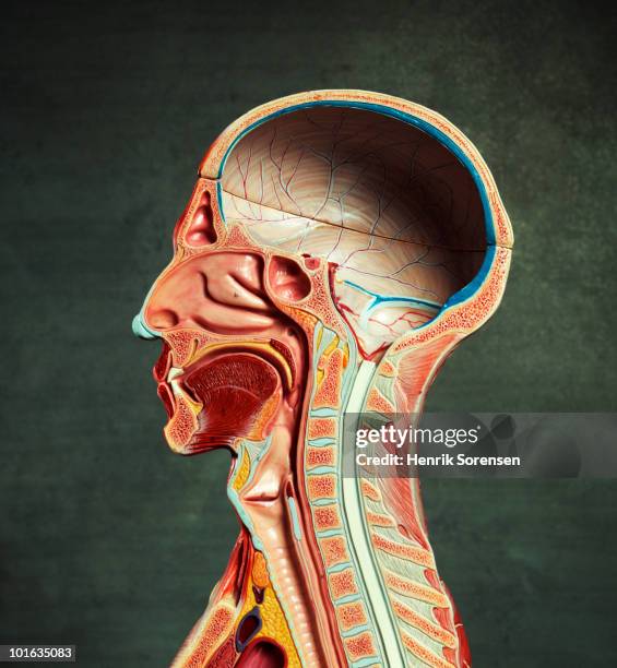 medical head figure side view cross section - anatomical model stock pictures, royalty-free photos & images