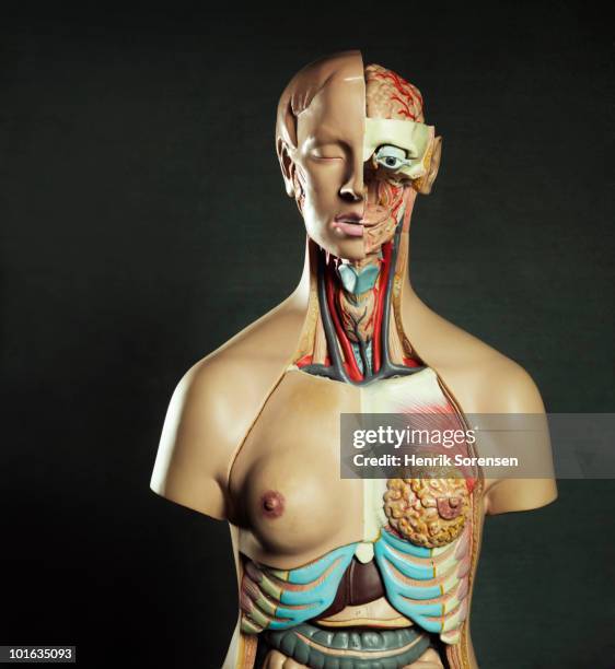 medical anatomical female torso figure - female anatomy stock pictures, royalty-free photos & images