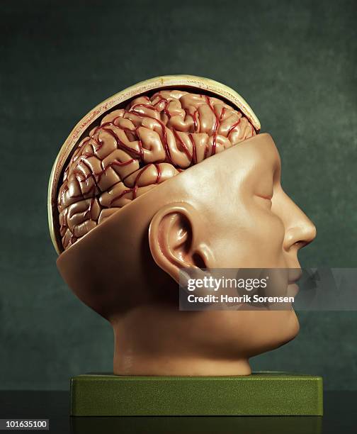 medical anatomical head figure - anatomical model stock pictures, royalty-free photos & images