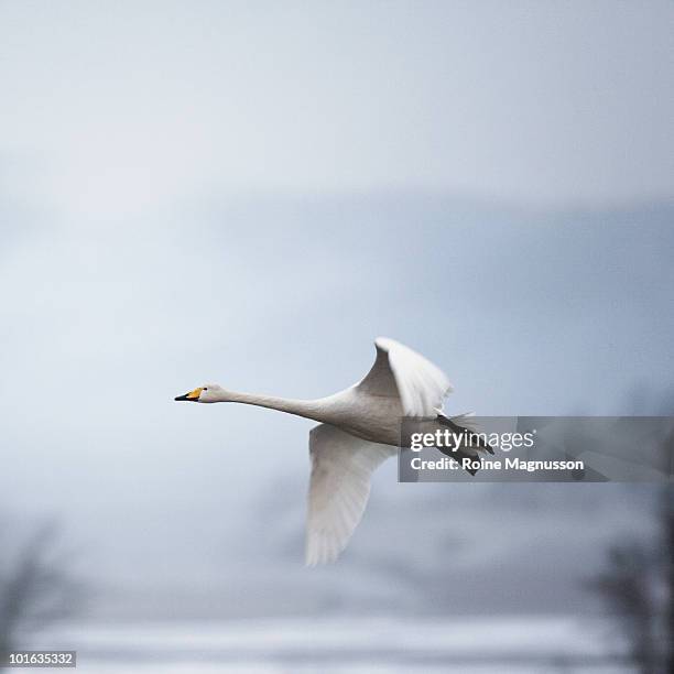 whooper swan (cygnus cygnus) - whooper swan stock-fotos und bilder