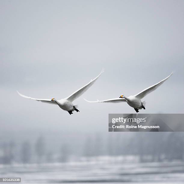 whooper swan (cygnus cygnus) - whooper swan stock-fotos und bilder