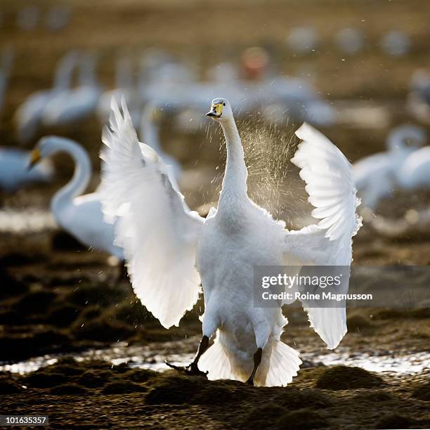 whooper swan (cygnus cygnus) - whooper swan stock-fotos und bilder