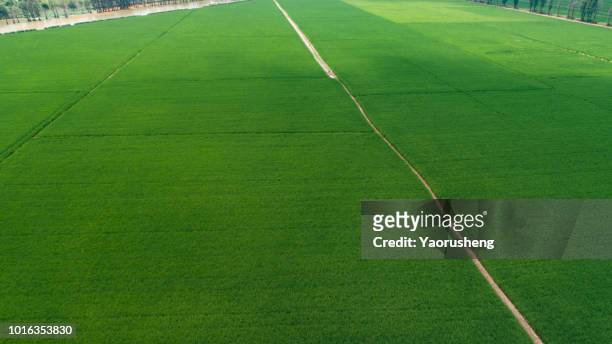 rice farm map, aerial drone view - anhui pastoral stock pictures, royalty-free photos & images