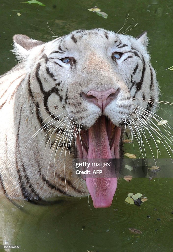 An Indian white Bengal tiger gestures to