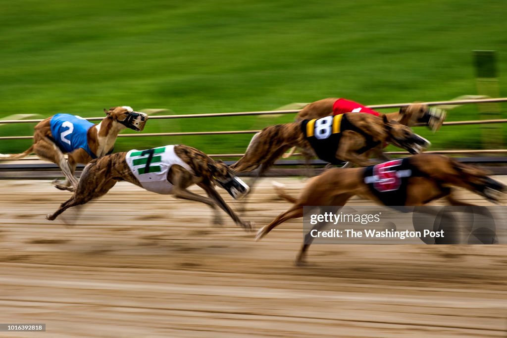 GREYHOUND RACING