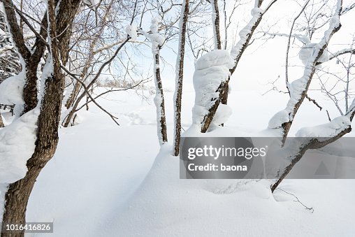Covering Tree Trunks Covering With Snow High-Res Stock Photo - Getty Images