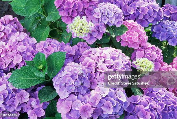 hydrangea flowers - hortensia stock-fotos und bilder