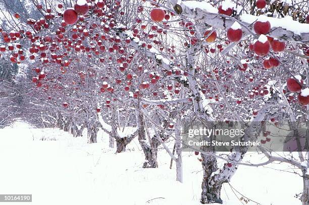 Apple Orchard In Winter Washington Usa High-Res Stock Photo