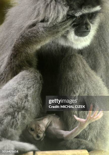 Silvery gibbon Alangalang holds her one week old baby in their enclosure at the Prague Zoo on August 14, 2018 in Prague.