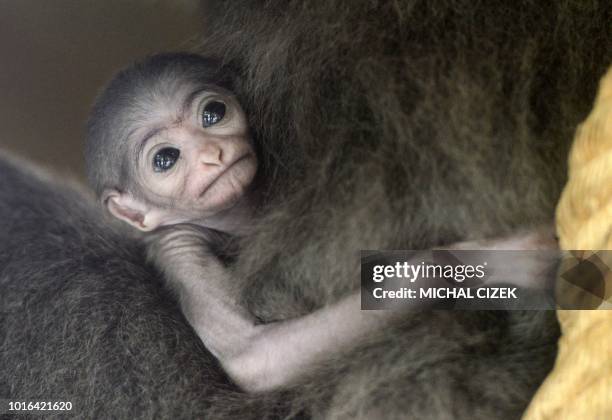 Silvery gibbon Alangalang holds her one week old baby in their enclosure at the Prague Zoo on August 14, 2018 in Prague.