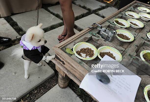 Bobby Gorgeous, a six-year old pomeranian, checks out raw, organic vegan dogfood by Rawsheed, at the Buddha Bark WonderPark luxury wellness suite on...
