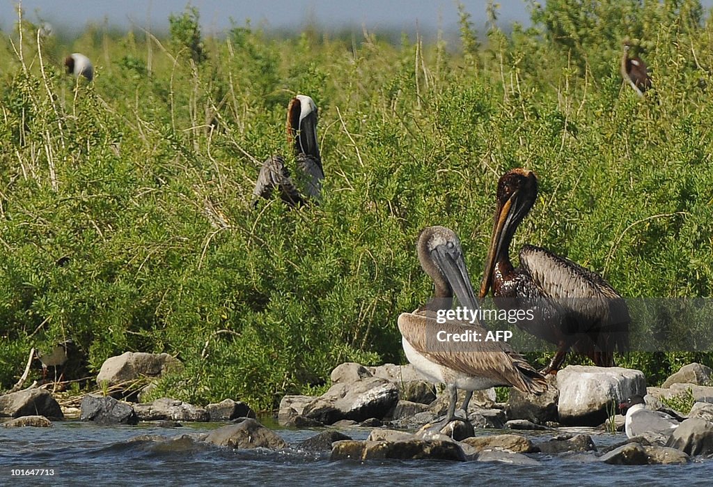 A clean pelican stands next to an oil so