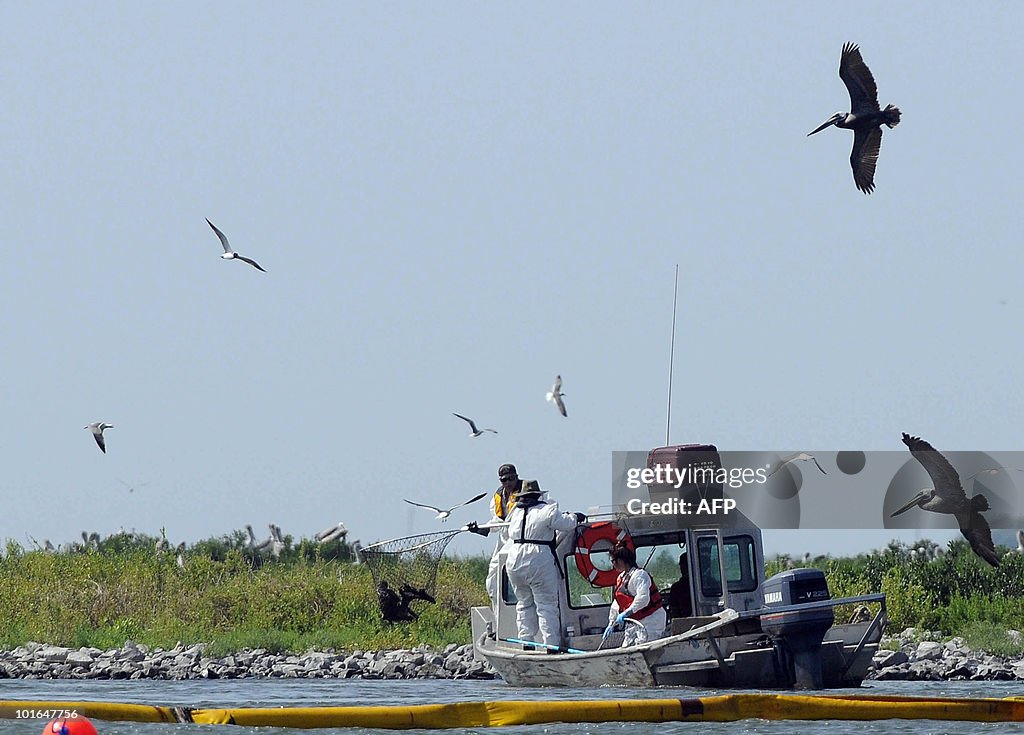 Bird rescuers capture an oil soaked peli