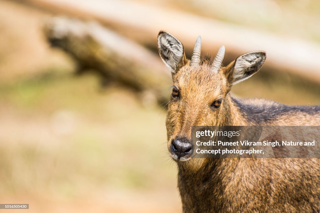 Himalayan gray goral (Naemorhedus goral)