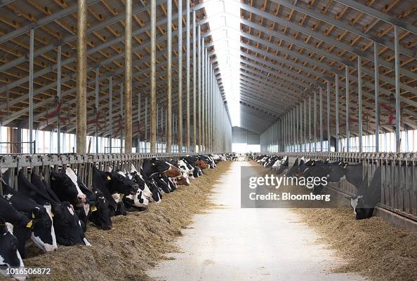 Dairy cows graze in a shed at an EkoNiva APK dairy farm in Aristovo Dairy cows graze in a shed at an EkoNiva APK dairy farm in Aristovo