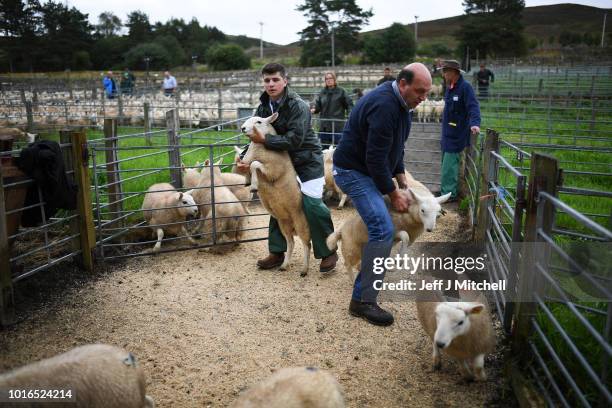 Potential buyers watch as sheep farmers gather at Lairg auction for the great sale of lambs on August 14, 2018 in Lairg, Scotland. Lairg market hosts...