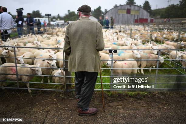 Potential buyers watch as sheep farmers gather at Lairg auction for the great sale of lambs on August 14, 2018 in Lairg, Scotland. Lairg market hosts...