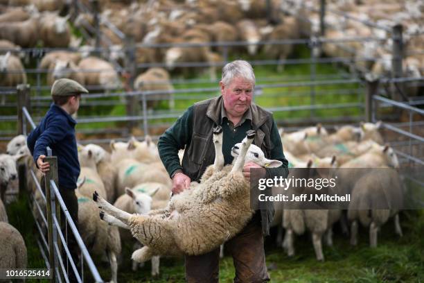 Farmer lifts a sheep at Lairg auction for the great sale of lambs on August 14, 2018 in Lairg, Scotland. Lairg market hosts the annual lamb sale,...