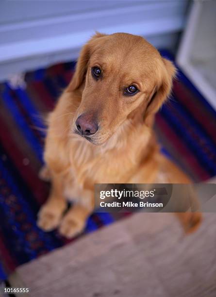 expressive golden retriever - retriever - fotografias e filmes do acervo