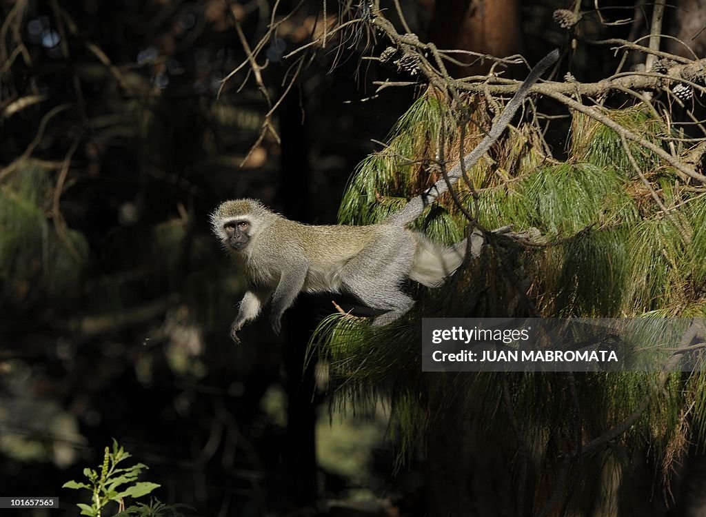 A female vervet monkey jumps from a pine