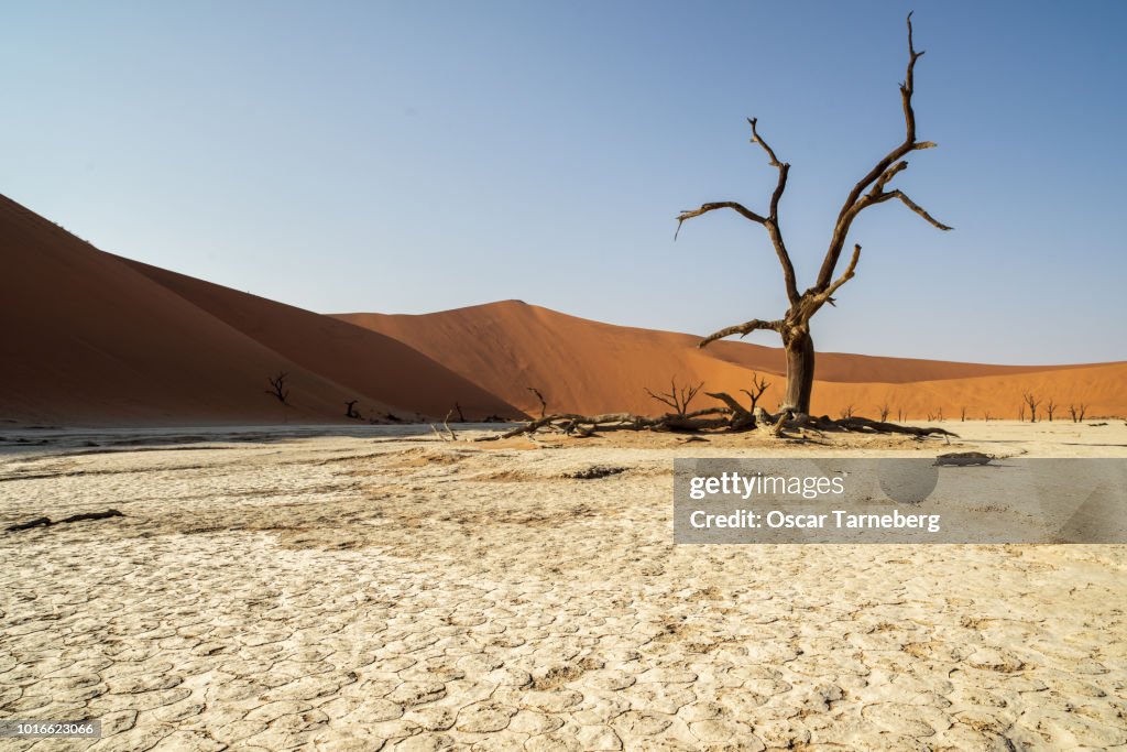 Solitary dead tree in the desert