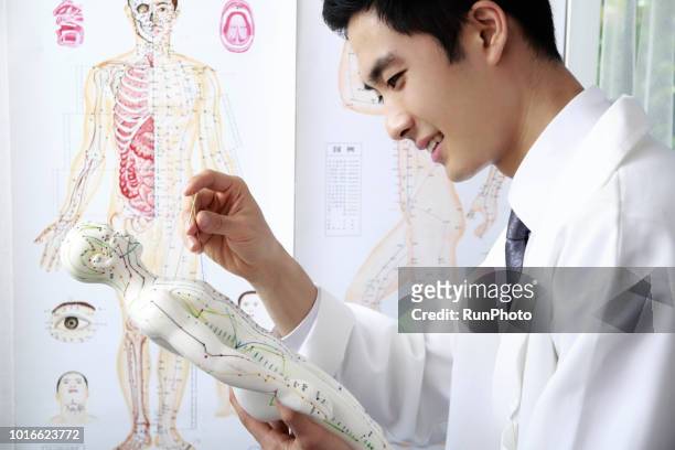 acupuncturist applying needles on acupuncture model - anatomisches modell stock-fotos und bilder