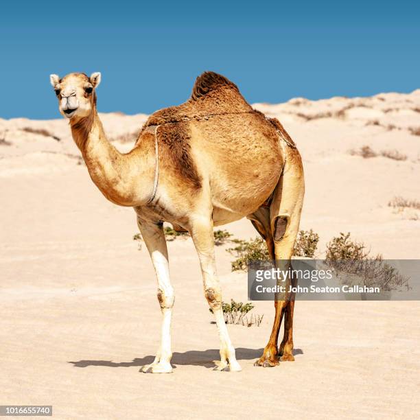 mauritania, nouadhibou - dromedary camel bildbanksfoton och bilder