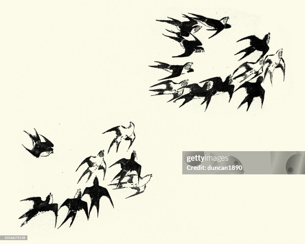 Japanesse Art, Flock of swallows